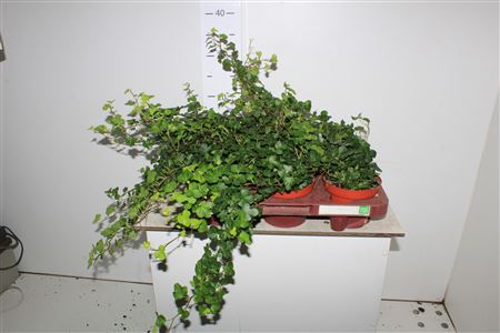 Хедера Геменг 12 см