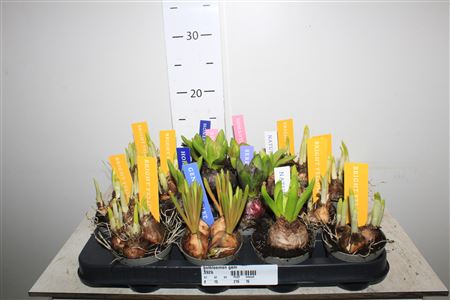 Микс луковицы 7 см