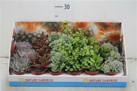 Суккулент Геменг 8 см