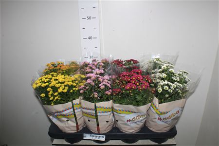 Хризантема Геменг 15 см