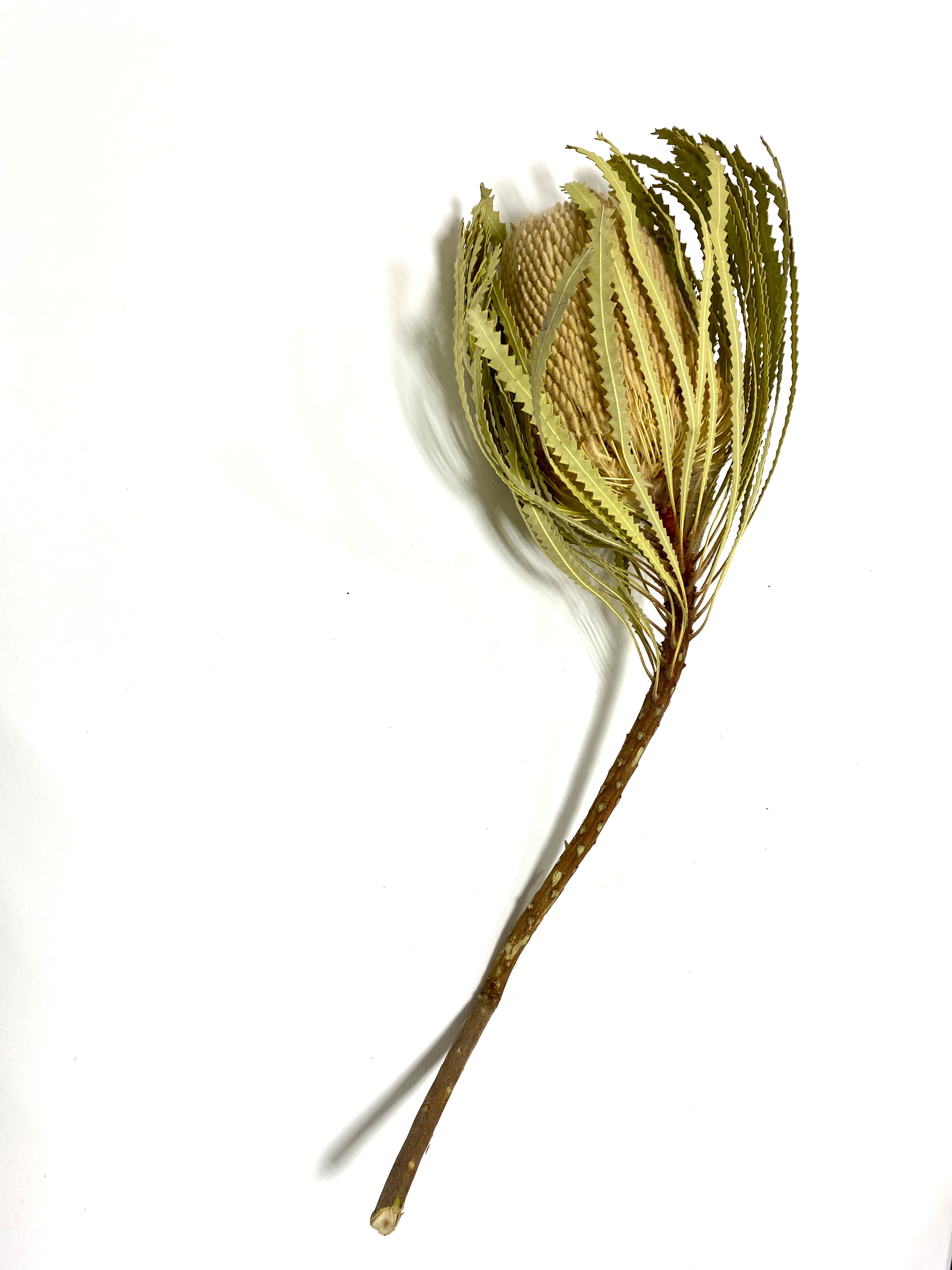 БАНКСИЯ (пч) 