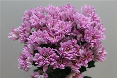 Т ЗЕМБЛА розовая хризантема