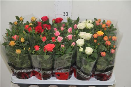 Роза Гранде 10см