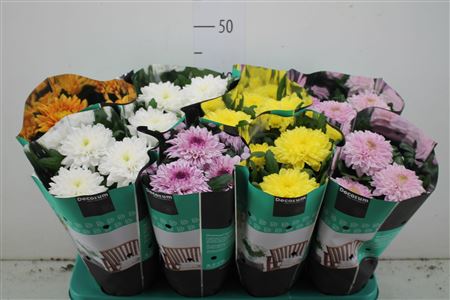 Хризантема Зембла 13 см