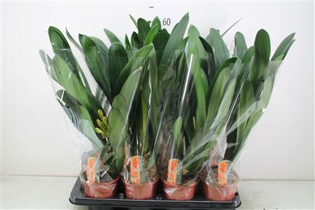 Кливия Миниата 13 см